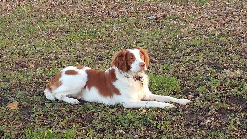 brittany dog for sale